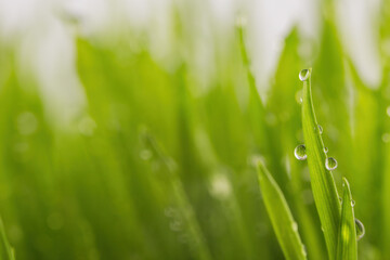 Green wet grass with dew on a blades - 782872873
