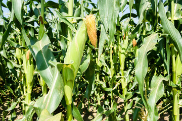 Ripe corn is soon to be harvested in the cornfields of Taiwan.