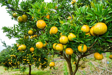 Many mandarin oranges are in the orchard of Taichung, Taiwan.