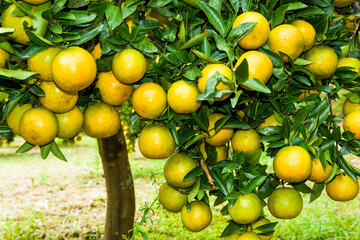 Many mandarin oranges are in the tree of orchard, Taichung, Taiwan.