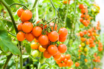Close-ups of ripe cherry tomatoes will soon be harvested on a farm in Taiwan.