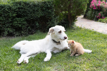 large white dog lies on the grass, a small red kitten sits next to him
