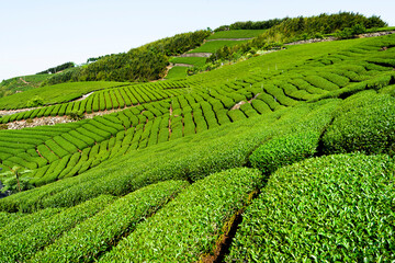 Beautiful tea plantation landscape on the mountaintop of Shizhao in Chiayi, Taiwan.