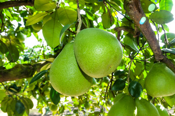 Pomelo fruit or shaddock tree in the garden of agriculture plantation, Hualien Taiwan.