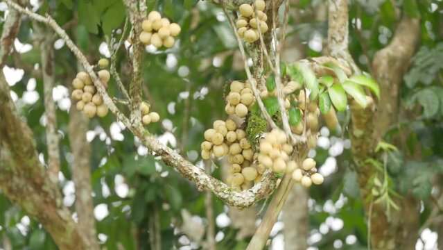 Harvesting langsat fruit on tree branch of lansium parasiticum, southeast asia