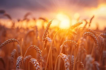 Abwaschbare Fototapete Wheat field. Ears of golden wheat close up. Beautiful nature sunset landscape. with empty copy space © Uwe