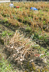 Many bundles of harvested ripe garlic heads with stems and roots lie in a row on the field in Yunlin County, Taiwan.
