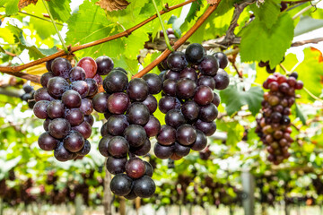 Close-up of ripe grapes in the vineyard of Miaoli, Taiwan.