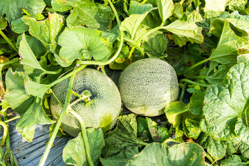 Freshly harvested cantaloupes are placed in farmland in Yunlin, Taiwan.