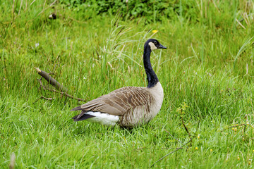 country goose on the grass