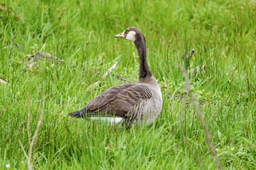 country goose branta canadensis