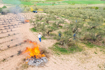 farmers burning branches in an olive grove. Aerial view.