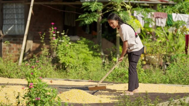Rural female asian farmer drying corn kernels outdoors, grain harvest, farming asia