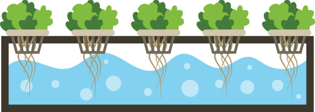 Vegetable in Hydroponic Farm Illustration