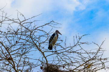 Marabou stork (Leptoptilos crumeniferus) on a tree