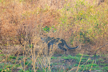 African leopard (Panthera pardus pardus) walking in grass in Serengeti National park, Tanzania