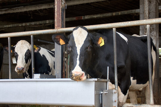 Cows at the Mouriscade Estate in Lalin, Pontevedra, Spain