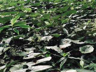 leaves in the garden