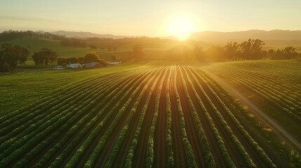 A large field of farm with a sunrise. - 782888456