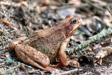 Side view of European brown frog in natural environment.