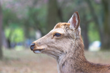 Sika deer, Japanese deer, Nara Park, Nara, Japan - Cervus nippon