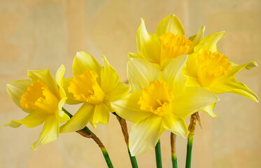 
Yellow daffodils on a blurred warm background.