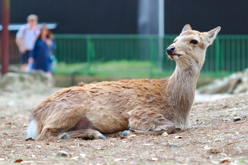 Sika deer, Japanese deer, Nara Park, Nara, Japan - Cervus nippon