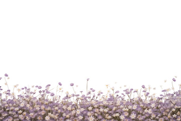 PNG Flower purple backgrounds outdoors. 