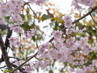 桜の枝