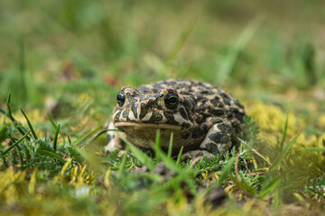 Green Toad Bufotes viridis closeup shot