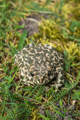 Green Toad Bufotes viridis closeup shot