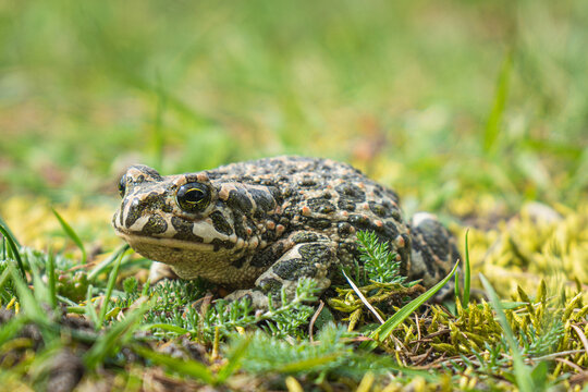 Green Toad Bufotes viridis closeup shot