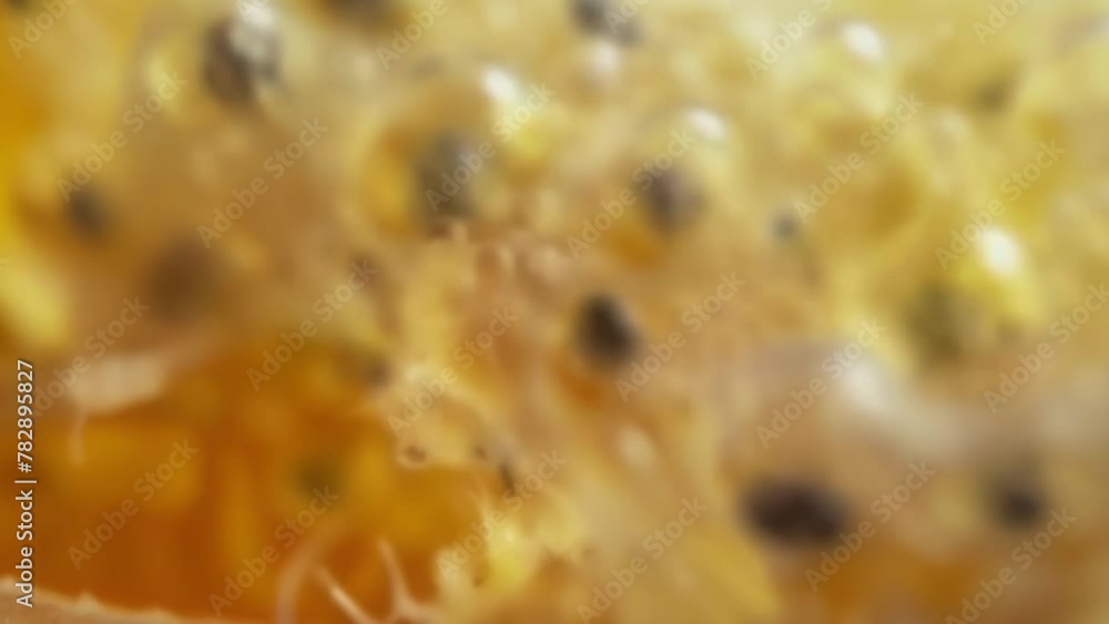 Poster a closeup of a minuscule intricately patterned egg sac containing dozens of tiny larvae. the larvae 