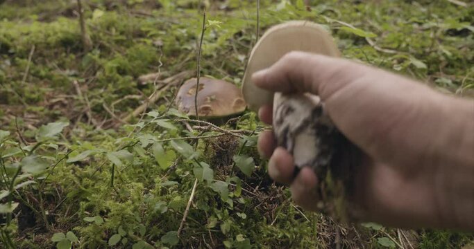 Ramassage Champignons