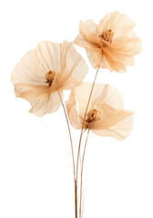 PNG Dried flower blossom anemone anther. - obrazy, fototapety, plakaty