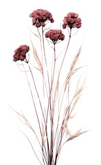 Obraz premium PNG Dried flower illustrated carnation blossom.