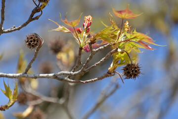 果実が残る枝に、若葉、雄花、雌花が出てきたタイワンフウ
