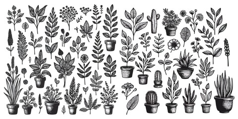 Vector collection of hand drawn plants and flower. Botanical set of sketch plants and flowers vector illustration