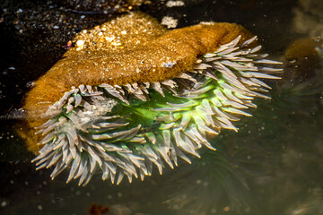 Starburst anemone (Sunburst anemone) in the Pacific Ocean. Close-up of Sea ​​Anemone under the...