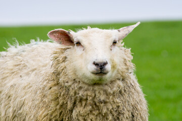 Isolated woolly dike sheep portrait