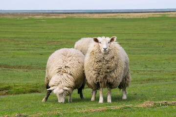 Woolly dike sheep on the coast looking at you