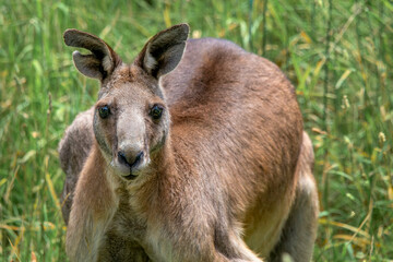 Naklejka na ściany i meble Eastern Grey Kangaroo buck