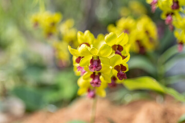 Yellow Dendrobium orchids bloom in a tropical garden, set against a backdrop of blurred foliage, creating a bokeh effect. Bathed in sunlight, the scene is illuminated by natural light. - obrazy, fototapety, plakaty