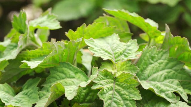 Freshly harvested patchouli leaves rotating, perfume, tropical herb