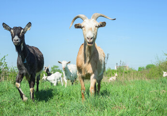 Goat farm. Goat family - portrait. 