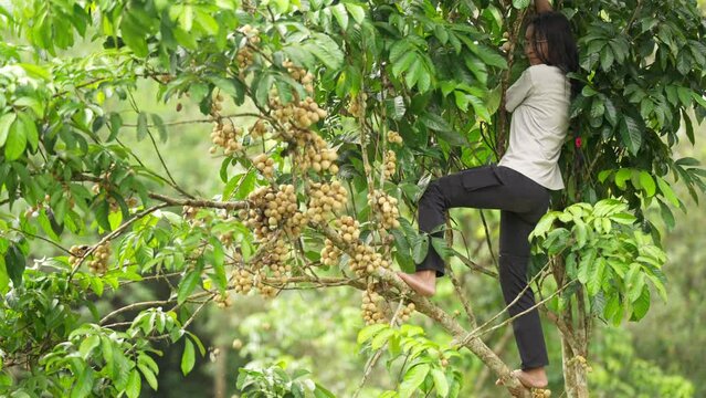 Southeast asian woman farmer harvesting langsat fruit or longkong or lanzones or bonbon