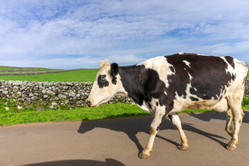 Graceful dairy cow strolling along a road on Terceira Island, Azores.