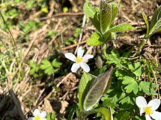 陽を浴びるニリンソウのクローズアップ