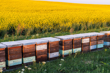 Wooden apiary crates in sunset - 782909631