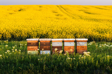 Wooden apiary crates in sunset - 782909864